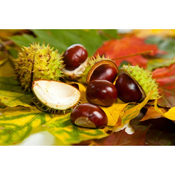 Wall Art Impressions 24x36in Chestnuts Photographic Print Poster Autumn Scenery Pictures chestnuts conkers