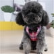 thumbnail image 4 of Dog Harness Medium Size, Dog Harness Small, Dog Harnesses, Cat Harness with Lead, Dog Lead, Lead for Small Dogs, Pink, L, Pink Large., 4 of 5