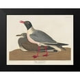 thumbnail image 2 of Audubon, John James 14x12 Black Modern Framed Museum Art Print Titled - Black-headed Gull, 2 of 5