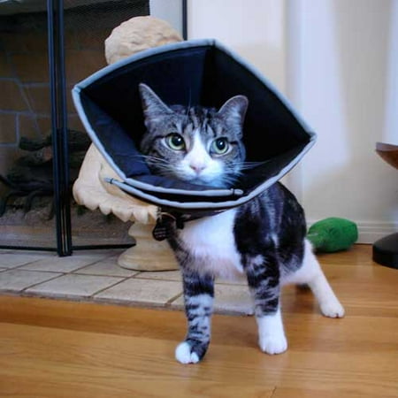 cone for dogs walmart comfy cone small pet e collar black walmart cone for dogs walmart comfy cone small pet e collar black walmart