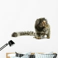 thumbnail image 1 of Marmoset Monkey Wall Decal by Wallmonkeys Peel and Stick Graphic (48 in W x 27 in H) WM154514, 1 of 4