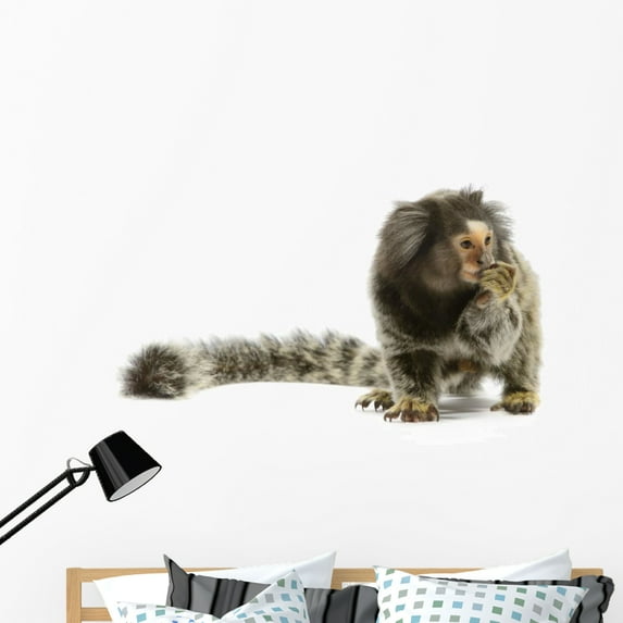 Marmoset Monkey Wall Decal by Wallmonkeys Peel and Stick Graphic (48 in W x 27 in H) WM154514