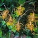 thumbnail image 1 of Hierro Forjado Spring Bee String Light Led Fairy Light Decoración Para Jardín Dormitorio Fiesta Navideña matsuzay HA035586-00, 1 of 6