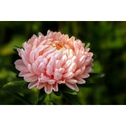 Seedville 30 Duchess Apricot Paeony Aster Plant Seeds