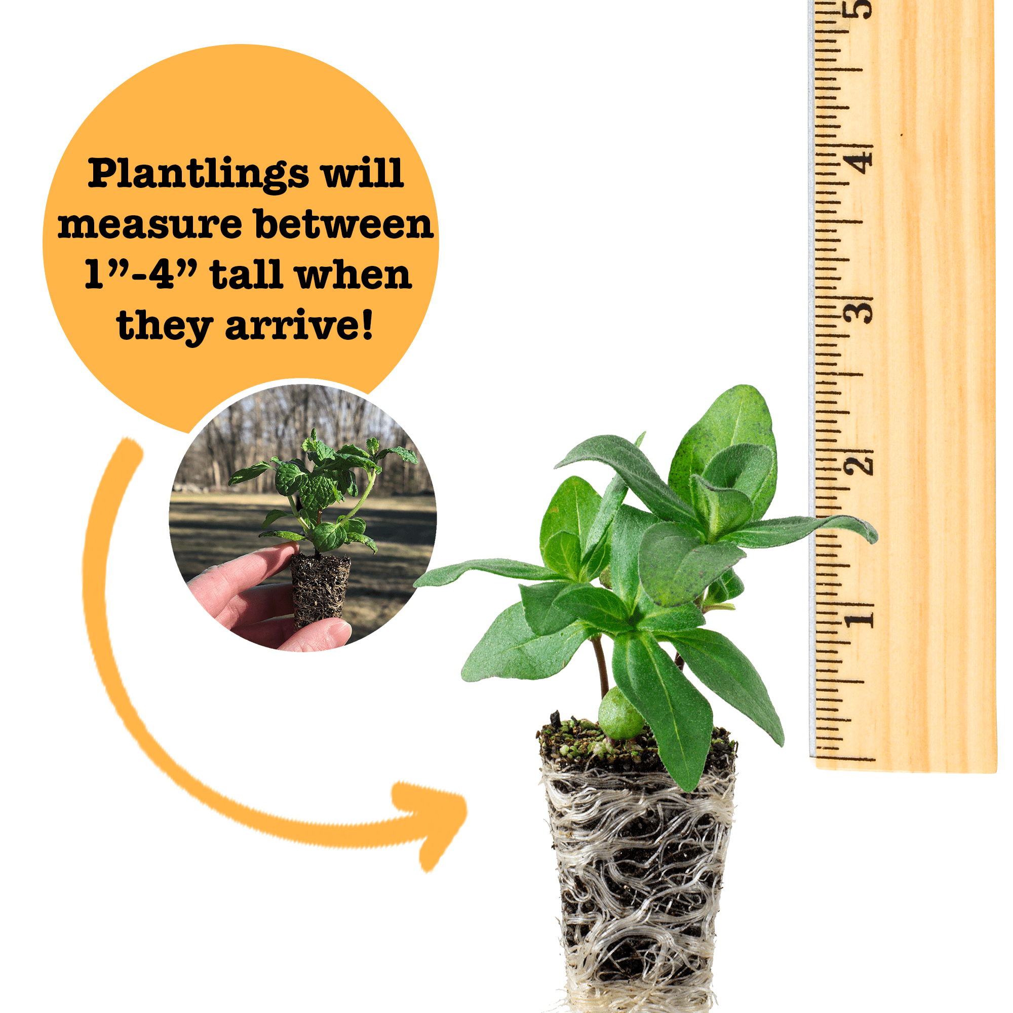 Ferry-Morse Plantlings Live Baby Plants 1-3in. Echinacea Cheyenne Spirit Coneflower, 12-Pack