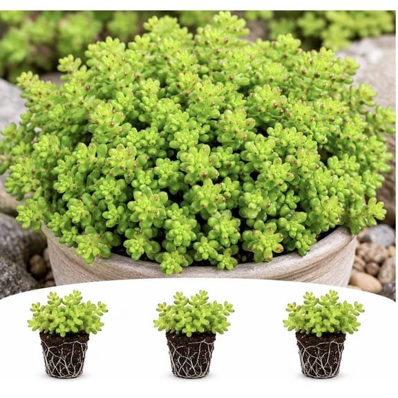 Sedum Sexangulare Live Plant Plugs – Hardy Green Stonecrop Ground Cover – Low Growing Spreading Succulent Perennial – Starter Plants for Rock Gardens, 10 Plants