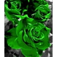 thumbnail image 2 of 20+ Green Rose Rosa Flowers Seeds Bush Shrub Perennial Flower, 2 of 6