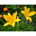 thumbnail image 5 of Daylily 'Aztec Gold' - 15 Live Plants - Hemerocallis Blooming Ground Cover Ornamental Foliage, 5 of 8