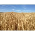 thumbnail image 2 of Soft White Wheat 15 lbs, Joseph's Grainery Wheat Berries, All Natural, Non-GMO, Kosher Certified, 2 of 3