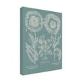 thumbnail image 2 of Basilius Besler 'Besler Poppies I' Canvas Art, 2 of 3