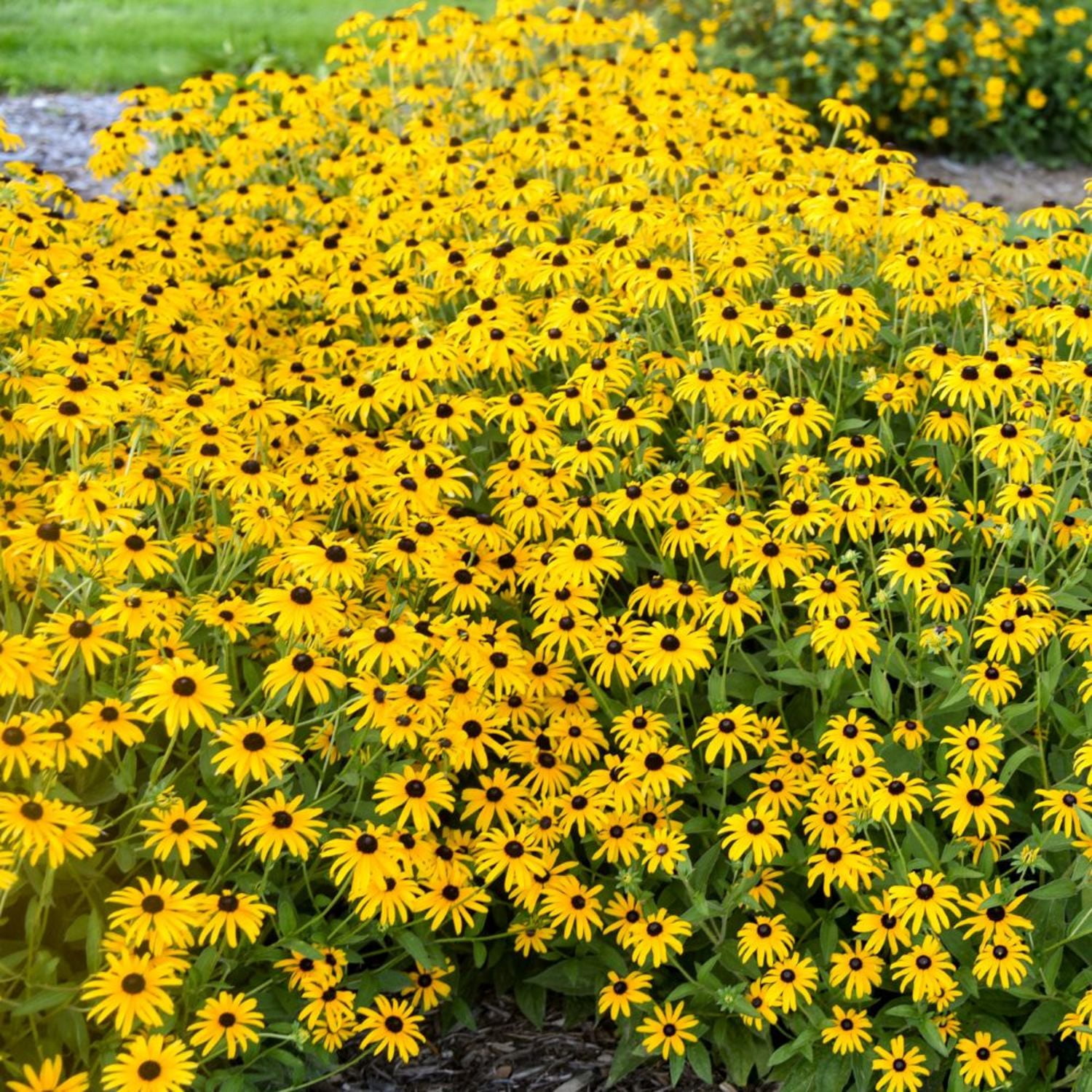 Proven Winners 6" Yellow 'Treasure Trove' Black-eyed Susan Live Plant in 6.5" Pot