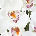 thumbnail image 3 of Nearly Natural 1404-WH Orchidée Cymbidium avec Vase Noir, 3 of 4