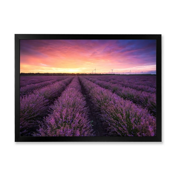 Designart 'Dramatic Clouds and Sunrise Over Lavender Field XIII' Farmhouse Framed Art Print