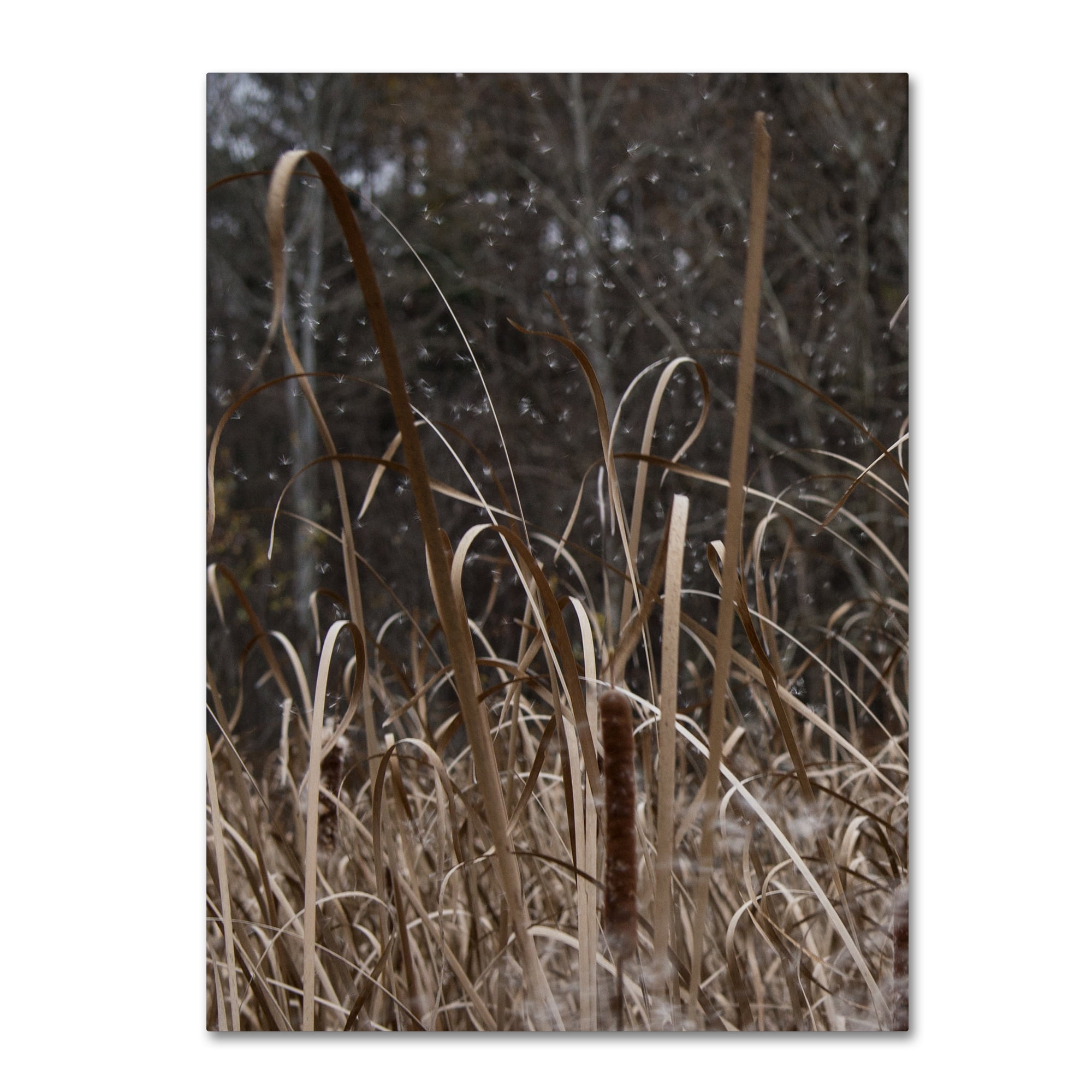 Trademark Fine Art "Cattail Seeds in Flight" Canvas Art by Kurt Shaffer