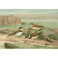 thumbnail image 2 of Johann Friedrich Naumann 18x14 Gold Ornate Wood Frame and Double Matted Museum Art Print Titled - Charadrius Hesitant, 2 of 4