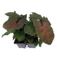 thumbnail image 3 of Bronze Arrowhead Plant - Syngonium/Nepthytis -3" pots/2 pack, 3 of 3