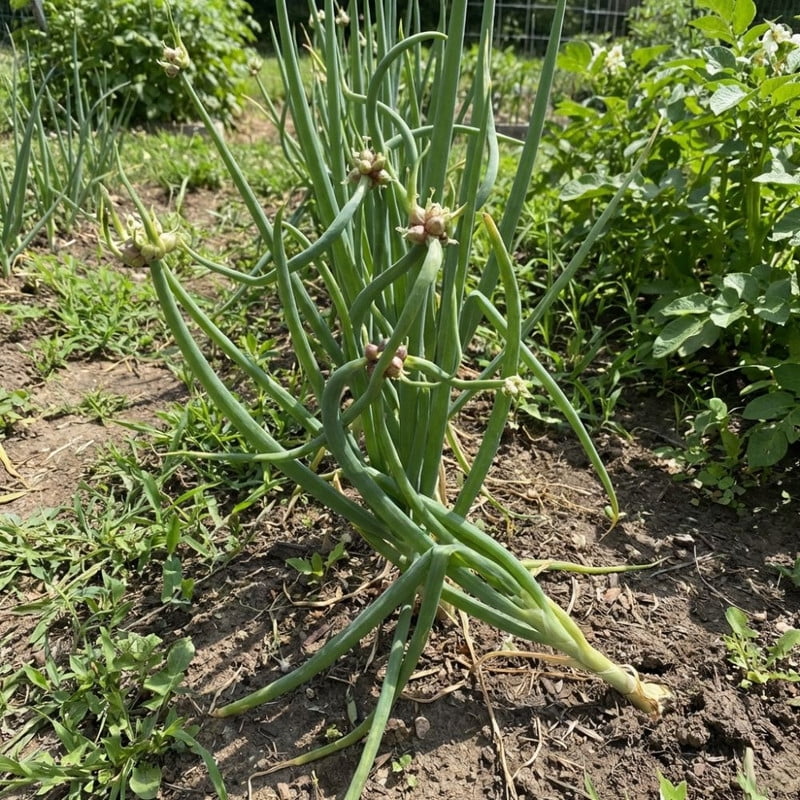 100 Walking Onion Seed Plants, Indoor Outdoor Rare Top Bulb Growth, Easy Care Container Garden Plant