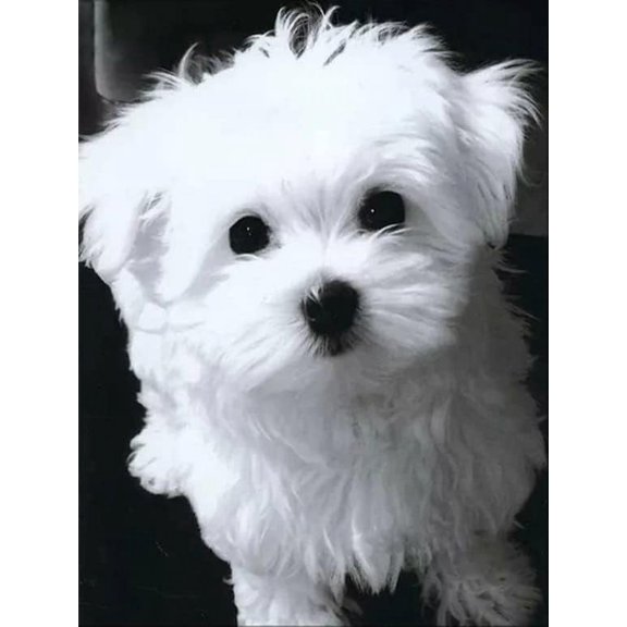 500 Piece Wooden Jigsaw Puzzle - White Maltese Dog, Scenic Style, 20.4x14.9 Inches, 500 Pieces, 1 Set, Ages 12