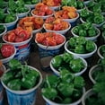 thumbnail image 3 of TorchBearer Sauces Rapture, 3 of 5