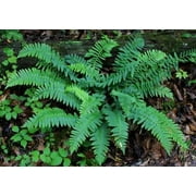 Classy Groundcovers, Christmas Fern, Holiday/Dagger Fern (10 Bare Root plants)