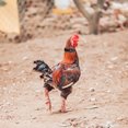 thumbnail image 3 of Miangastore 4pcs Rooster Neck Belts Rooster Anti-crowing Collars Poultry Collars for Farm, 3 of 8