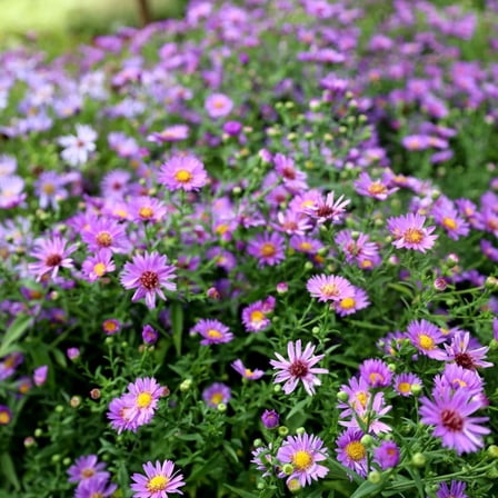 Purple Aster Perennial Plant Live, 4-8 inches, Low-Maintenance Aster Perennial Live Plant for Easy Gardening