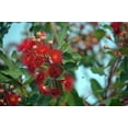 thumbnail image 6 of Tropical Seeds - Red Flowering Gum - Corymbia ficifolia Tree -25 Seeds -Flowering Gum -Serendipity Seeds, 6 of 6