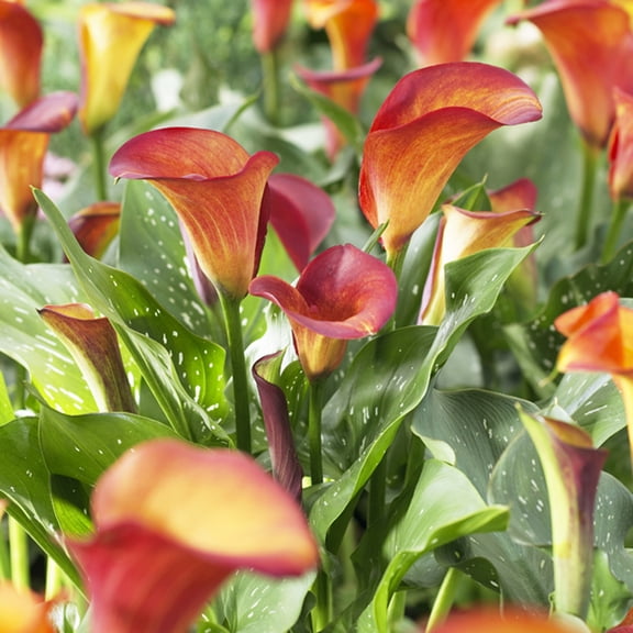 Van Zyverden Callas Flame Set of 5 Bulbs Orange Partial Sun Easy to Grow 1 lb