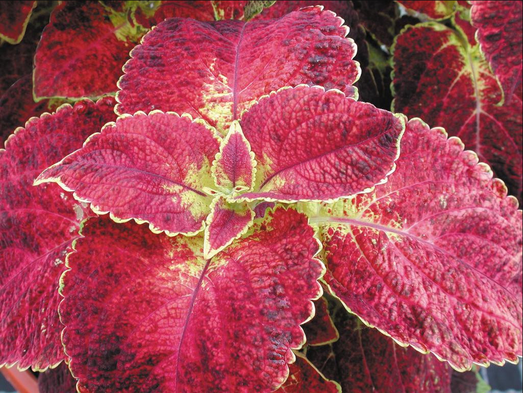 Pack of 3 Dipt In Wine Coleus Live Starter Plant for Planting, Vibrant Magenta Dark Red Foliage, 4-8 Inch Tall, No Ship Pot