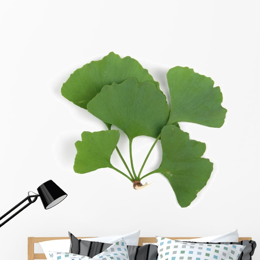 Ginkgo Leaf Wall Decal by Wallmonkeys Peel and Stick Graphic (48 in W x