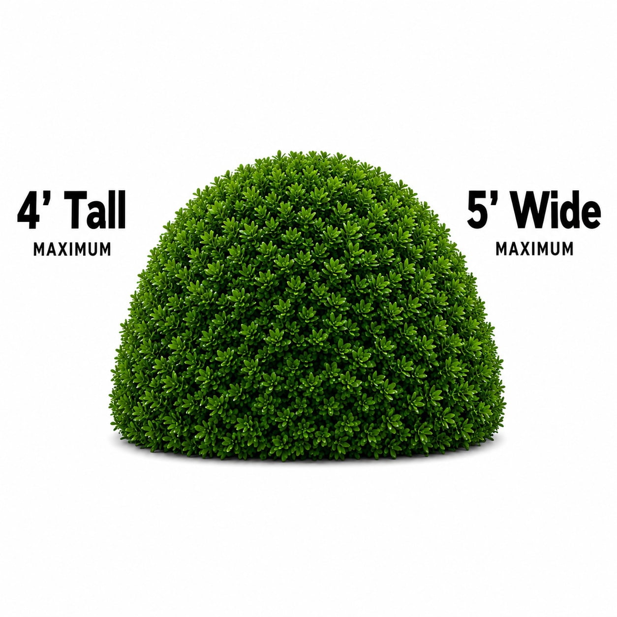 Blue Rug Juniper Creeping Evergreen Live Shrub in 1-Gallon Grower Pot
