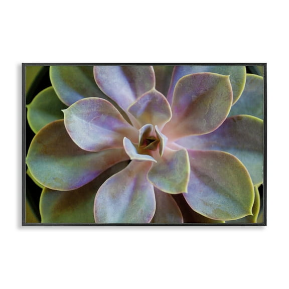 Stupell Industries Blooming Succulent Leaves Plants & Flowers Photography Black Framed Art Print Wall Art, 18 x 12