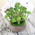 thumbnail image 4 of Gwong Decoración hogareña 1 unid Plastic Fake Artificial Succulents Plant Bonsai Garden Home Office Decor Gwong 21033224, 4 of 7