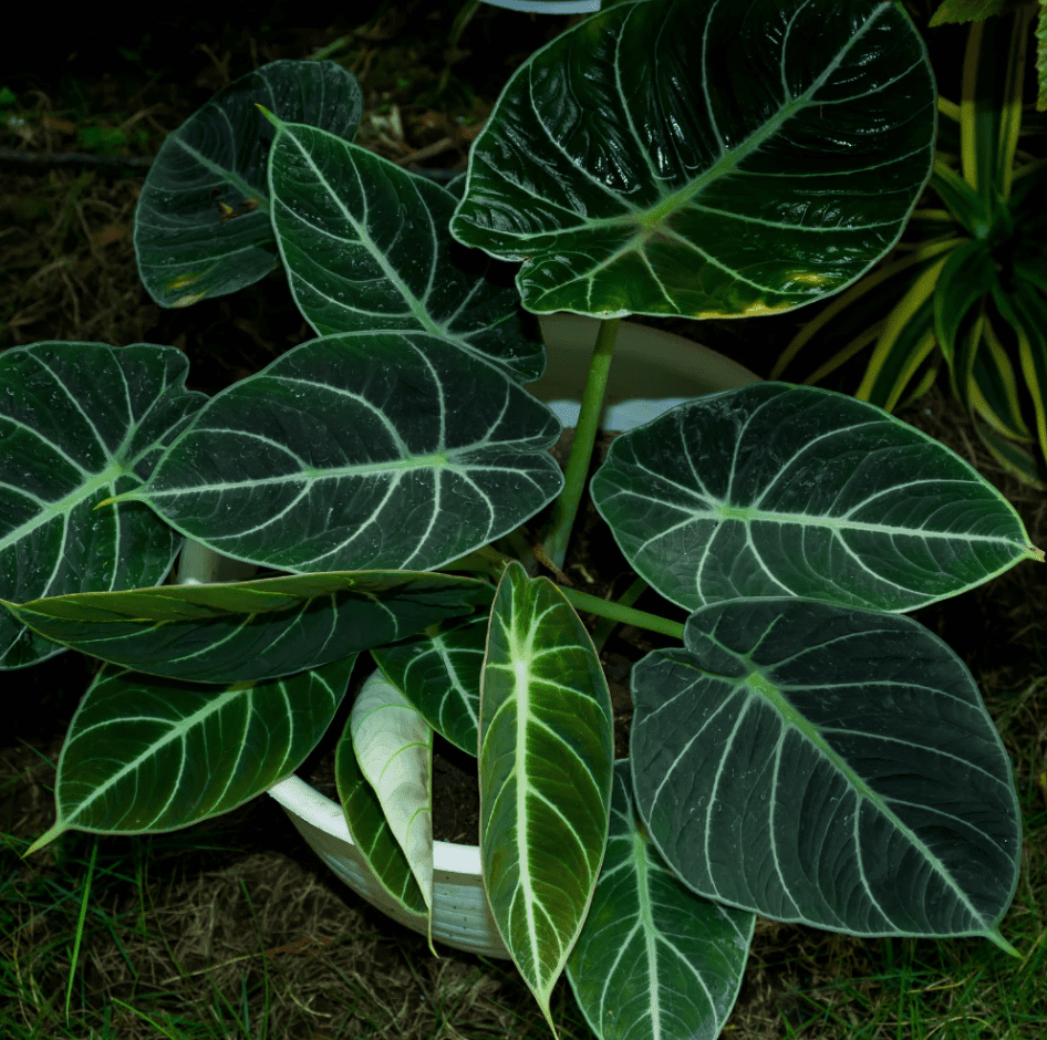 Black Velvet Alocasia Live Plant, Alocasia Indoor Houseplant for Home or Office, 5–7 Inch Tall