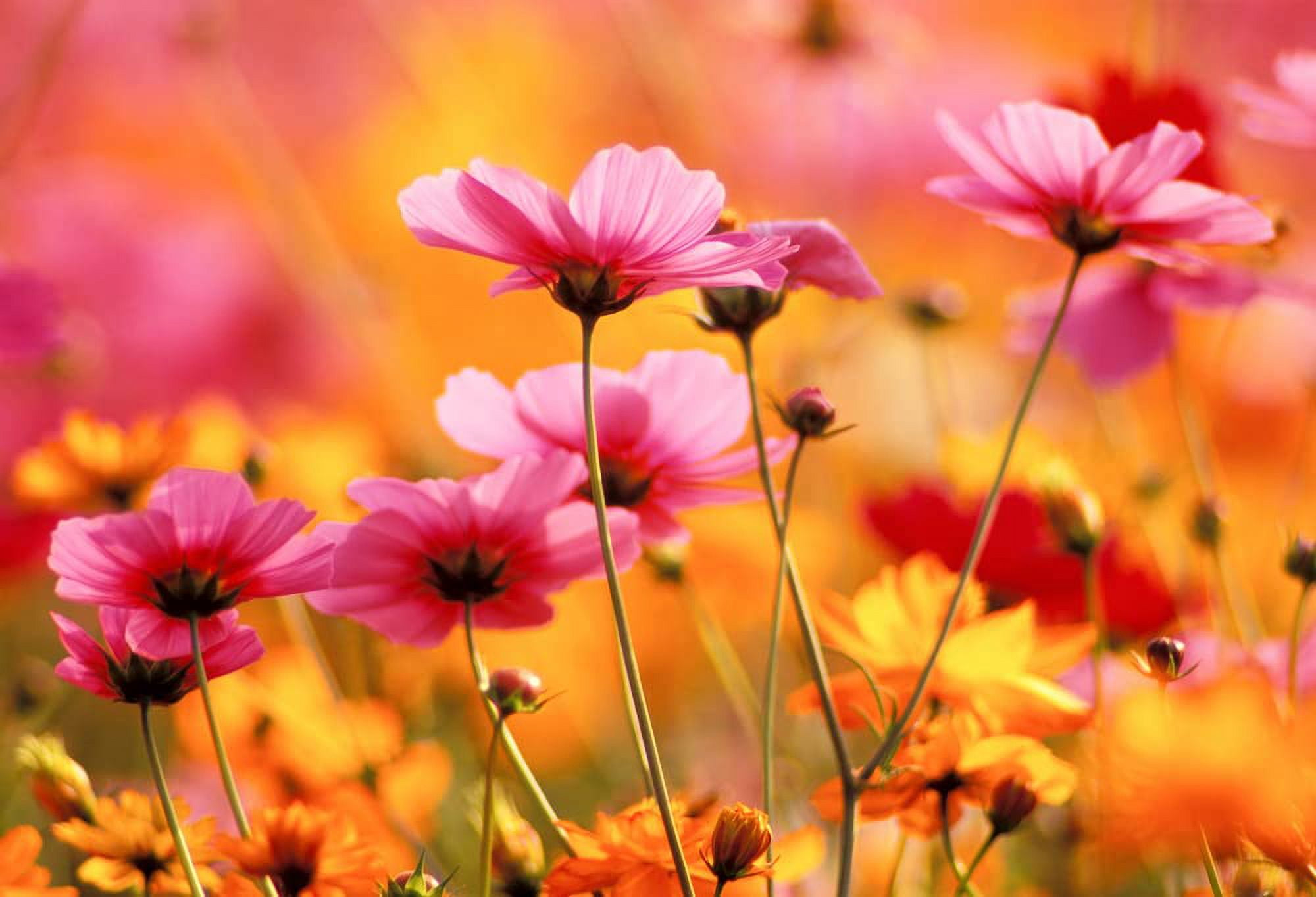 Bulk Seeds, Crazy Mix Cosmos (Cosmos bipinnatus) Non-GMO Seeds - Ships from Iowa, USA (10,000 Seeds)