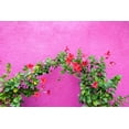 thumbnail image 2 of Eggers, Julie 18x13 Gold Ornate Wood Framed with Double Matting Museum Art Print Titled - Italy-Venice-Burano Island Vining flowers against a bright pink wall on Burano Island, 2 of 4
