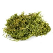 1 lb Preserved Spanish Moss - Green