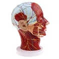 thumbnail image 2 of Modelo de Cabeza humana Macarena Cabeza Plano Sagital Mediano Anatomía muscular arterias paranasales expuestos cerebro, 2 of 8