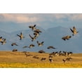 thumbnail image 2 of Haney, Chuck 18x13 Black Ornate Wood Framed with Double Matting Museum Art Print Titled - Canada geese take off for flight in the Flathead Valley-Montana-USA, 2 of 4
