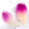 thumbnail image 3 of Abbracc 4- 50 Pcs Feuilles de Squelette de Magnolia Naturelles - 6 Pcs, 3 of 9