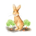 thumbnail image 2 of Metz, Andi 20x20 Gold Ornate Wood Framed with Double Matting Museum Art Print Titled - Spring Bunny IV, 2 of 4