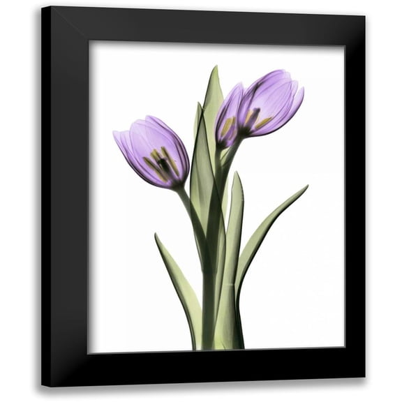 Koetsier, Albert 12x14 Black Modern Framed Museum Art Print Titled - Purple Tulips 2