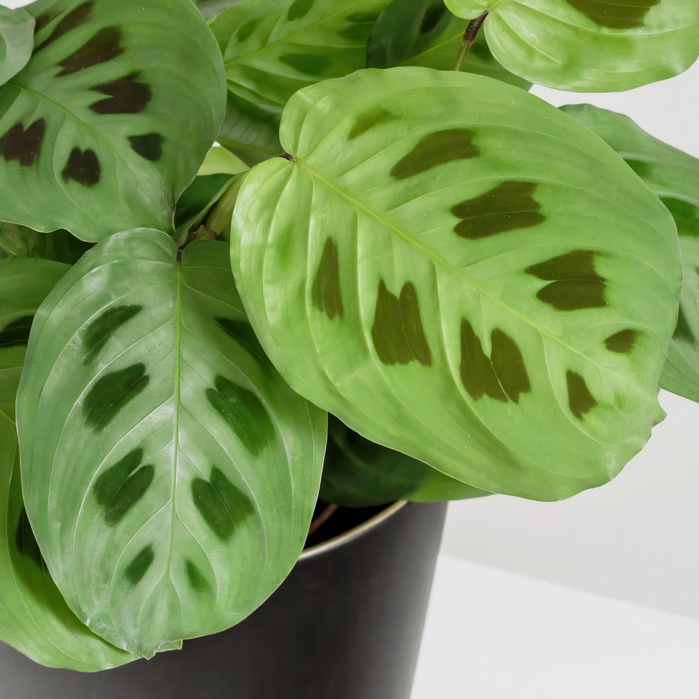 4 in. Maranta Green Plant in Grower Container (3-Pack)