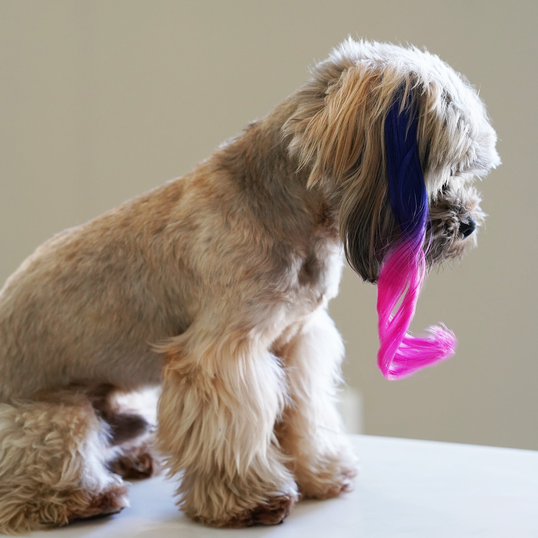 Justice Pet Pet Accessories Ombre Wavy Furstension Dog Cat Pet Fur Extension Assorted Color Easily Clips Into Pet Fur At Any Length Walmart