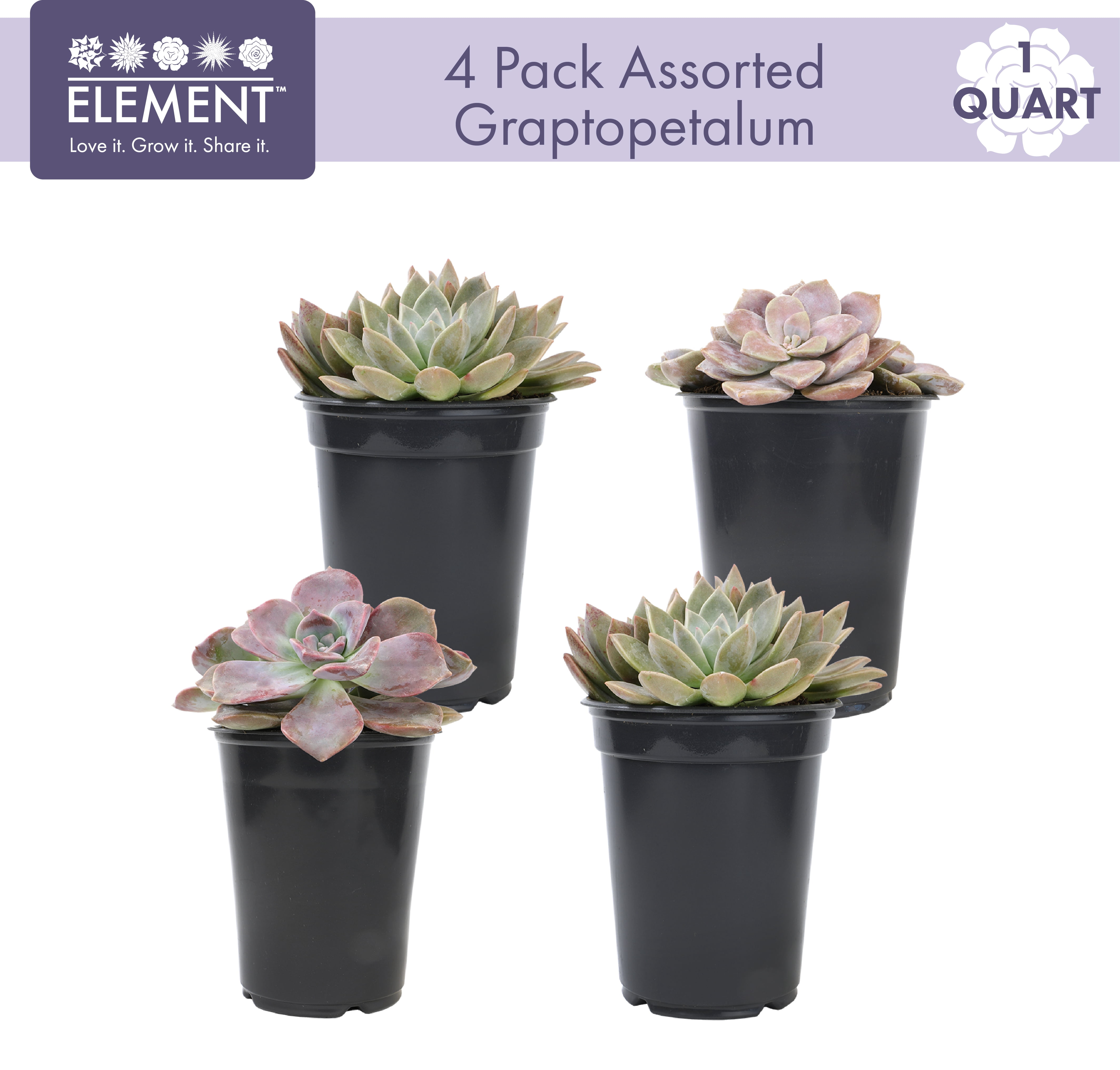 Element by Altman Plants Ghost Succulents Easy Plant 4-Pack; 1qt. Grower Pots; Full Sun