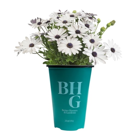 Better Homes & Gardens White Osteospermum, African Daisies, Live Plant, 2 Qt Pot, Full Sun