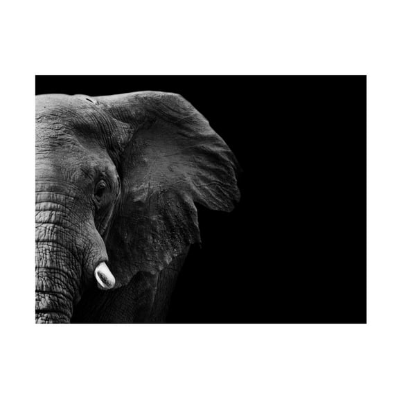 Canvas Wall Art - WildPhotoArt 'Elephant' Wall Art for Living Room, Bedroom, or Office Décor by Trademark Fine Art - 19 x 14 Inches