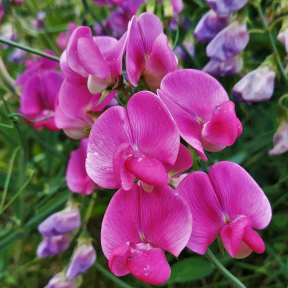 Outsidepride Sweet Peas Royal Rose-pink - 500 Seeds