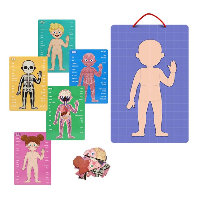 Rompecabezas de cuerpo 89 piezas, juego de doble cara, Sunnimix rompecabezas del cuerpo humano
