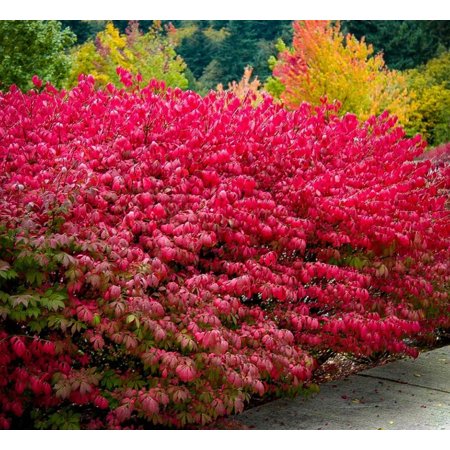 10 Dwarf Burning Bushes Live Plants 6-12" Tall - Euonymus Alatus - Hardy Red Shrubs - Bare Root Saplings Outdoor Garden